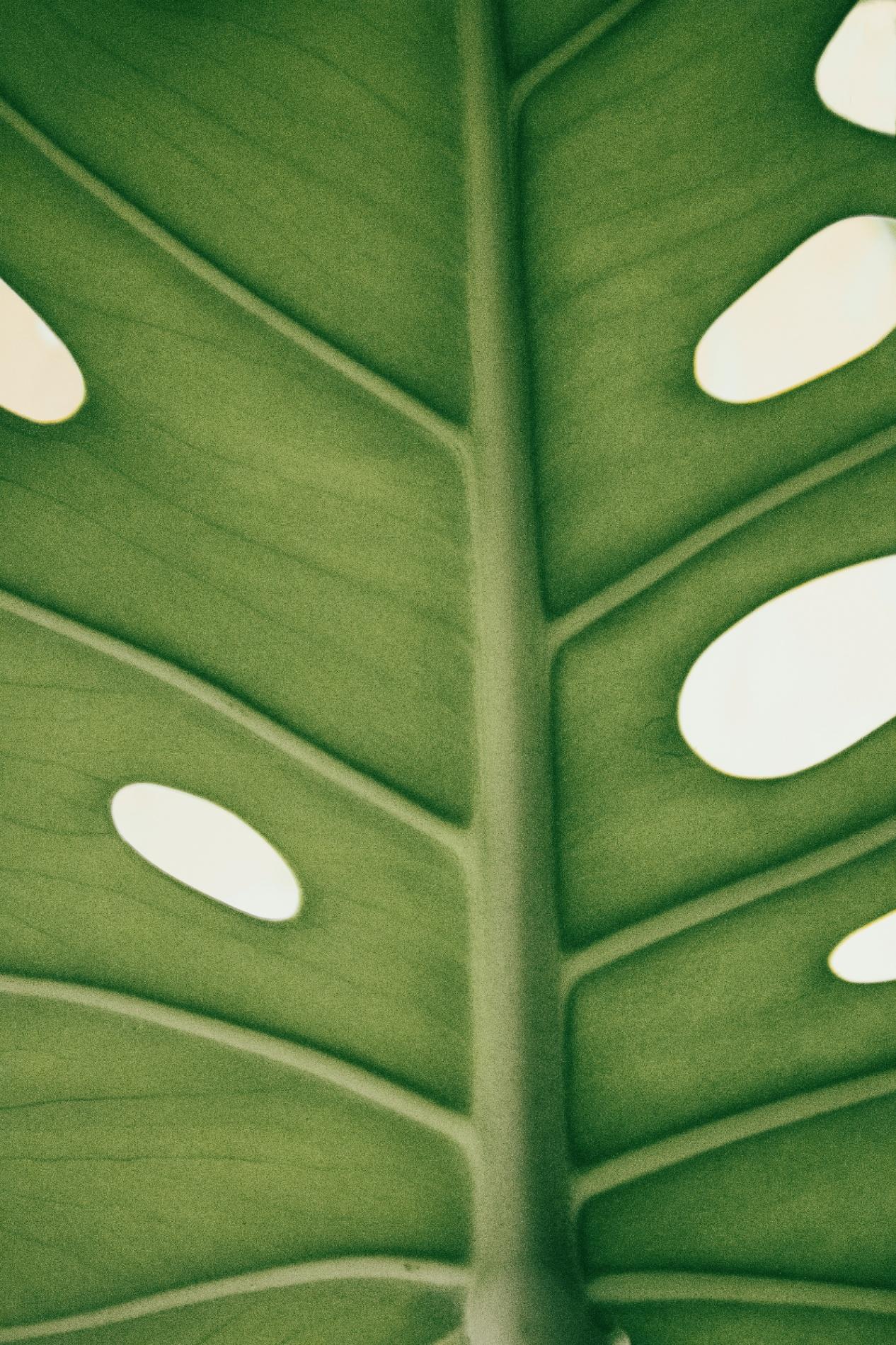 Monstera